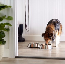 Stainless Steel Dog Product Food Bowls