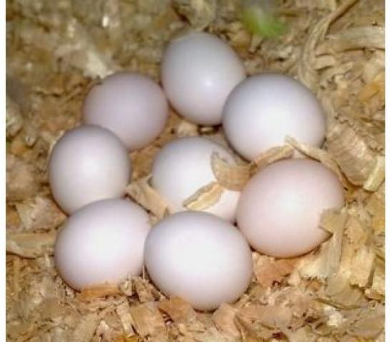 Parrots and Fertile Eggs
