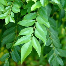 Fried Organic Curry leaves, Color : green