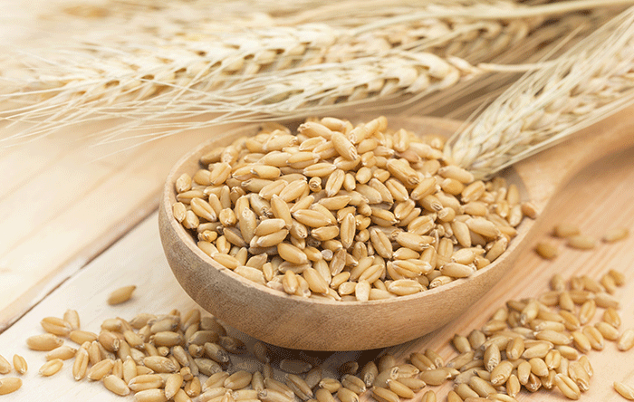 Organic Barley Seed, Packaging Type : Pp Bag