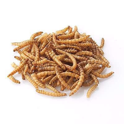 Freeze Dried Mealworm