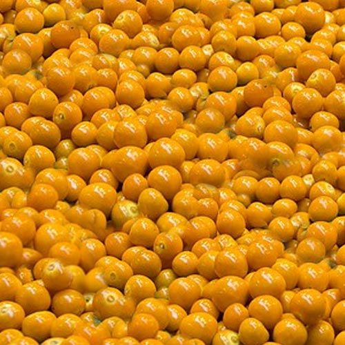 IQF Whole Cape Gooseberries