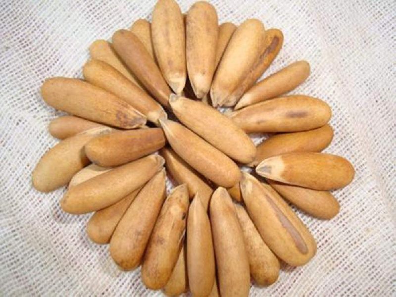 Raw Pine Nuts (In Shell) For Birds