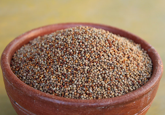 Organic Fresh Millet Seeds, for Cooking, Packaging Type : Jute, Plastic Bag