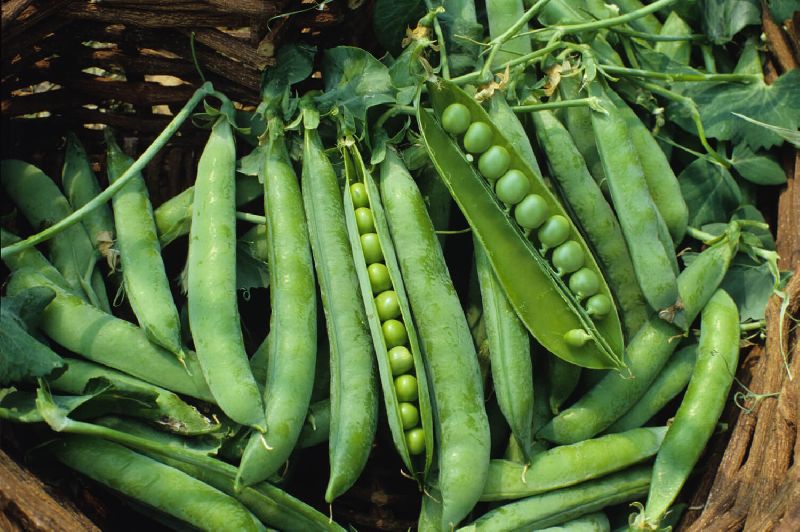 Fresh Sweet Peas, for Cooking, Namkeen, Snacks, Packaging Size : 20Kg, 50Kg