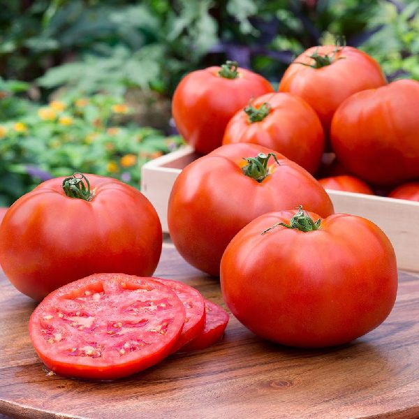 Organic fresh tomato, Packaging Type : Net Bag, Plastic Crates
