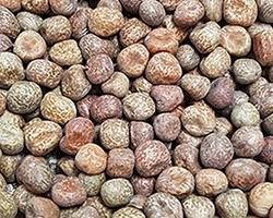 Dried Maple Peas, Packaging Type : 1kg, 500gms, 5kg