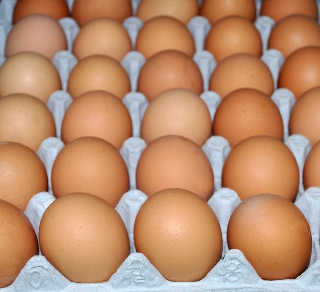 brown chicken eggs