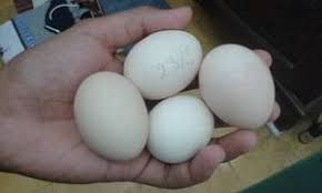 Cockatoo Eggs