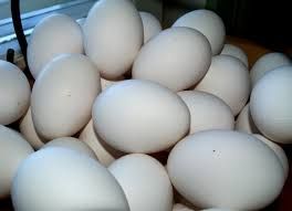 Fresh White  Eggs