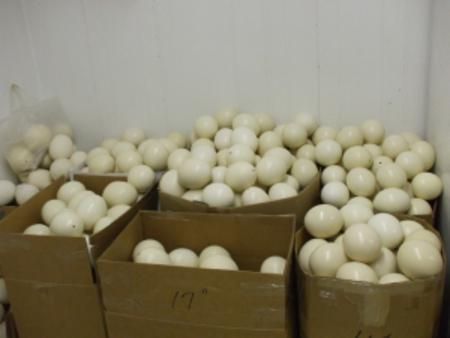 Quality Cockatoo Eggs Buy quality cockatoo eggs for best price at USD 40 / Piece ( Approx )