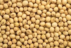 Nature soybean seeds, for Human Consumption, Animal Feed, Style : Dried