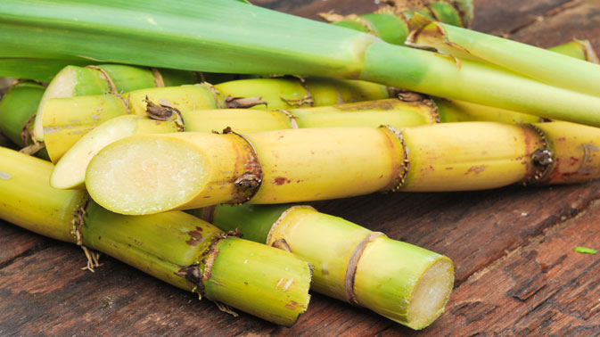 Organic Sugar Cane