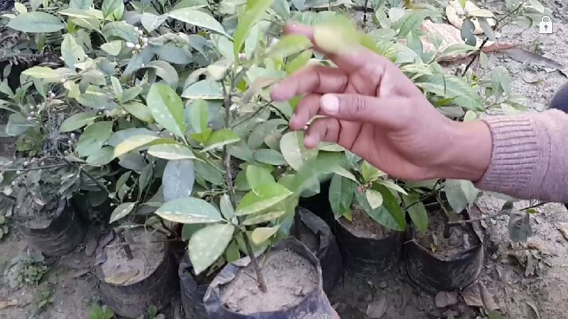 Kagzi Lemon Plant, for Gardening