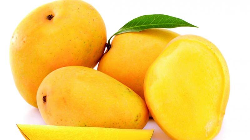 Organic Fresh Mango,fresh mango, for Food Processing, Juice Making, Packaging Size : 10-20kg, 20-30kg
