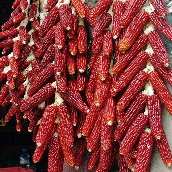 Corn (red, white) by Rhemar Corporation Ltd, red white kidney beans