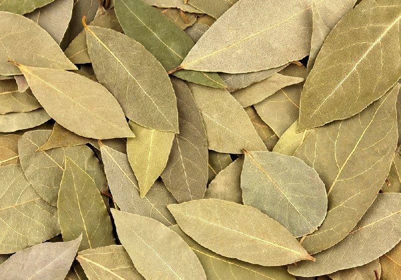 bay leaf