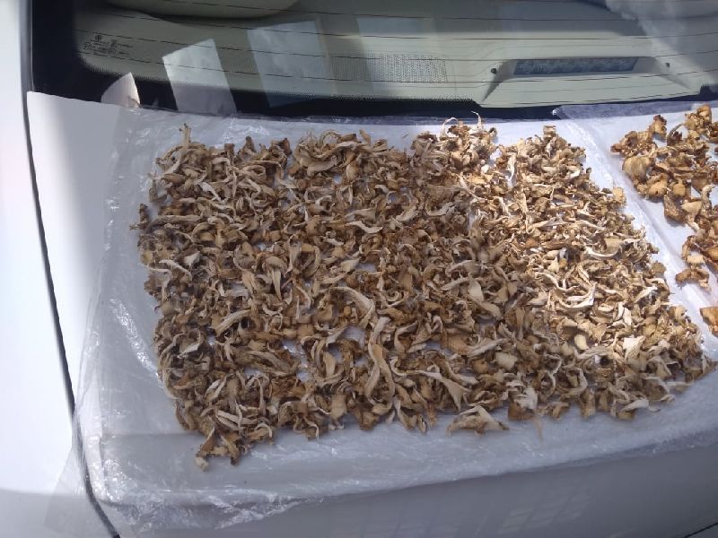 Dreid Oyster Mushrooms, Form : Sliced