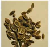 Anethum sowa seed