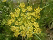 FoenicuLum vuLgare fruit