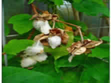 Gossypium herbaceum root