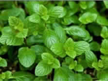 Mentha spicata herb
