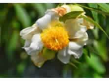 Mesua ferrea fruit flower bud