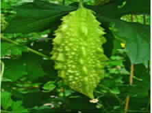 Momordica charantia fruit
