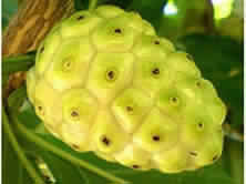 Morinda citrifolia fruit