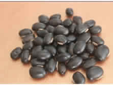 Mucuna pruriens seed