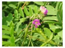 Tephrosia purpurea plant