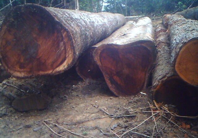 Pine Wood Logs
