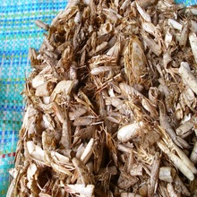 Food Stuff Dried Shrimp shell