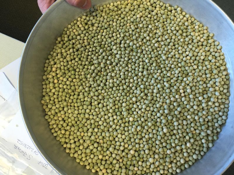 Peas Seeds, First 13 Peas Seeds, 30 seeds – SEEDS FROM PLANTS
