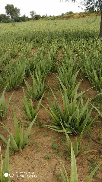 Natural Aloe Vera Baby Plants, For Cosmetic, Medicines, Feature : Easy To Grow, Insect Free, Long Term Freshness