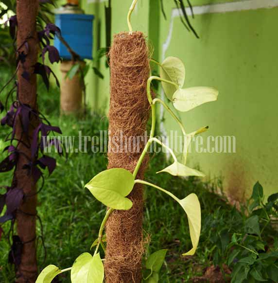 Coir Plant Pole