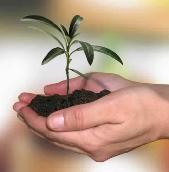 Organic and Inorganic Plant Growth Enhancers