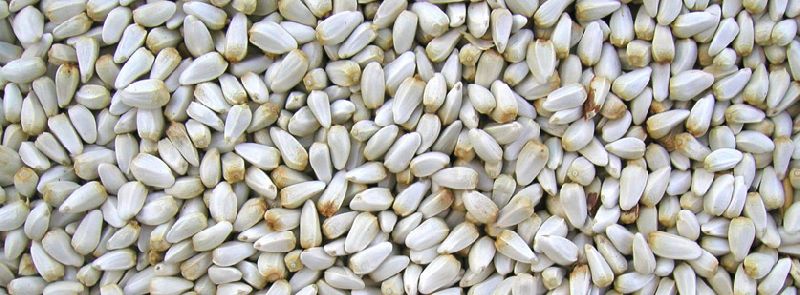 KGCPL Safflower Seeds, Purity : 99%(Min)