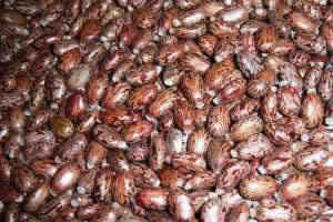 Castor Seed / Castor Oil