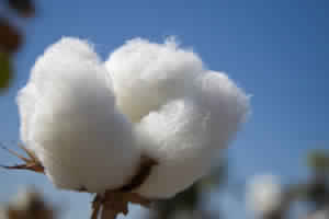 Raw cotton