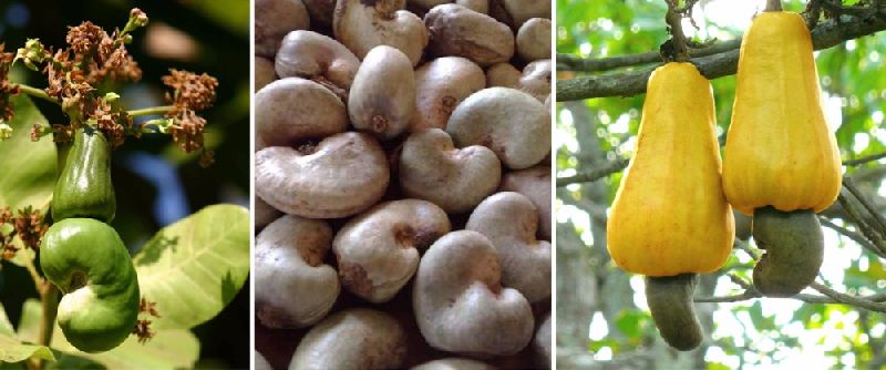 Raw cashew nut, Certification : SGS
