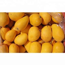 Common Alphonso Mango Fruit, Color : Yellow