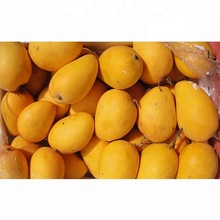 Alphonso Mango Fruit