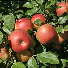 JF Common Apple Fruit, Color : Red, Natural