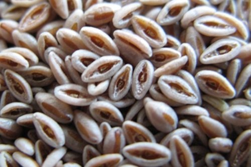 Dried Psyllium Seed