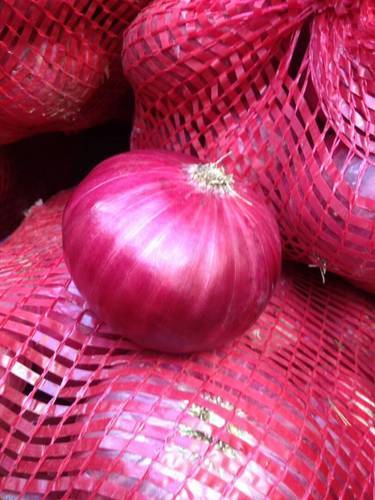Organic fresh red onion, for Cooking, Enhance The Flavour, Human Consumption, Size : Large, Medium