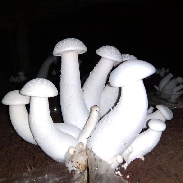 S.V.Natural milky mushrooms