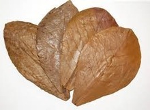 Almond Leaves, for Fish