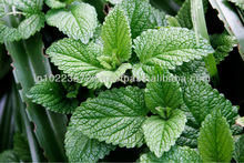 Leaves Peppermint Essential Oil, Supply Type : OEM/ODM