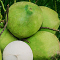COCONUTPHULIMEX frozen coconut water, Certification : Phytosanitary Certificate
